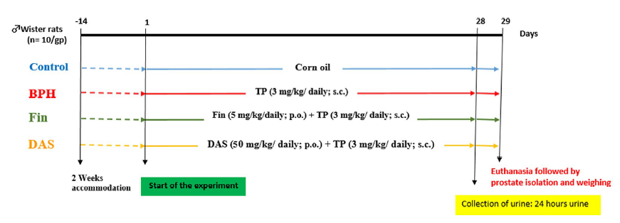 Immunomodulatory effect of diallyl          sulfide on experimentally-induced            benign prostate hyperplasia via the           suppression of CD4+T/IL-17 and TGF-               β1/ERK pathways