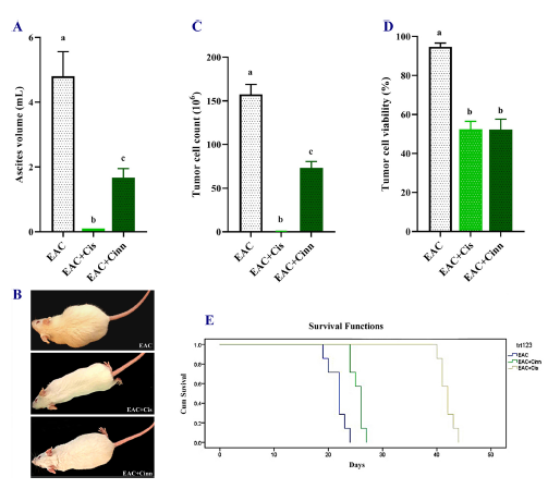 Anti‑proliferative  and                             immunomodulatory potencies of                         cinnamon oil on Ehrlich ascites                carcinoma bearing mice
