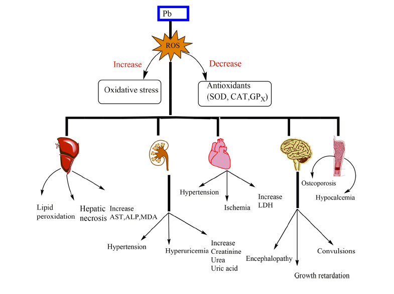 Therapeutic role of garlic and vitamins C  and E against toxicity induced by lead   on various organs