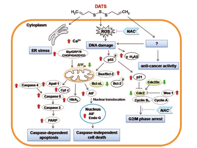 Molecular mechanisms of garlic-derived     allyl sulfides in the inhibition of skin           cancer progression
