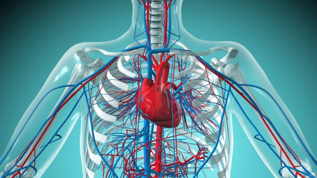 خاصیت اعجاب انگیز سیر بر سیستم قلب و عروق