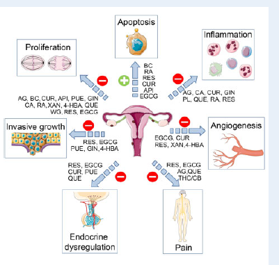 Plants as source of new therapies for       endometriosis: a review of preclinical             and clinical studie