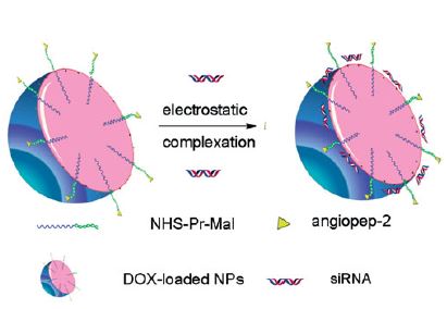 Co-delivery of doxorubicin and siRNA for glioma therapy by a brain  targeting  system: angiopep-2-modified                   poly(lactic-co-glycolic acid)                      nanoparticles