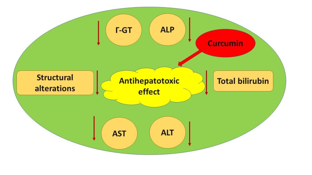 Mechanistic insights of hepatoprotective effects of curcumin: Therapeutic  updates and future prospects