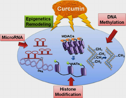 Epigenetic impact of curcumin on stroke  prevention