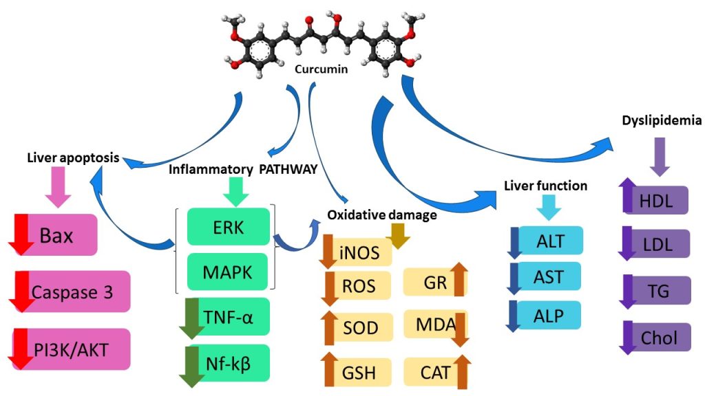 Curcumin in Liver Diseases: A                    Systematic Review of the Cellular                   Mechanisms of Oxidative Stress and          Clinical Perspective