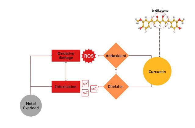 A Review of the Role of Curcumin in        Metal Induced Toxicity
