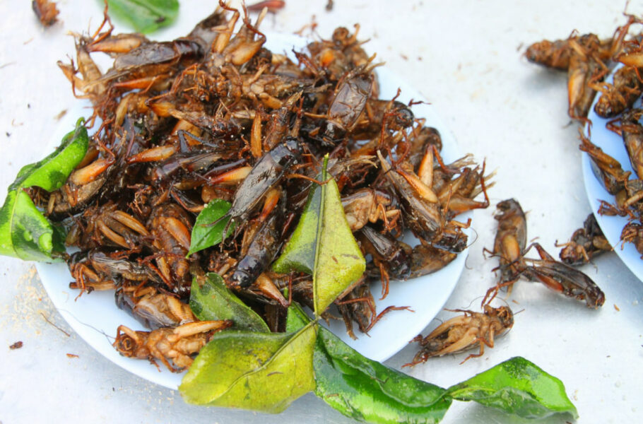 حشرات در چرخه غذایی شهروندان اروپا قرار گرفت