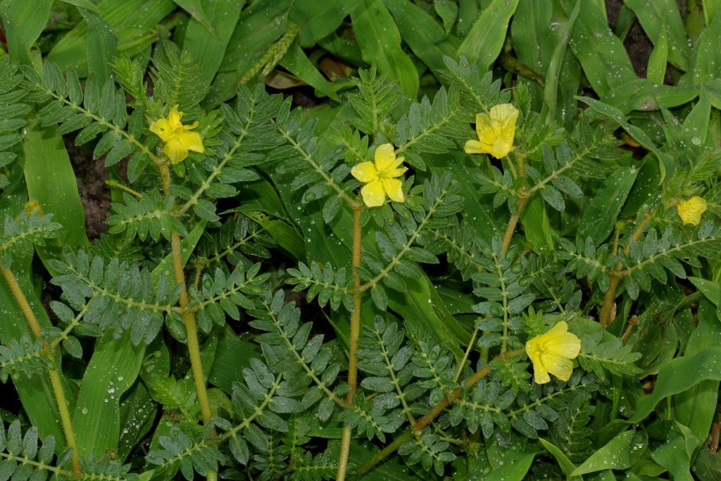 Tribulus terrestris and female                         reproductive system health: A                  comprehensive review