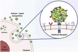 Drug Loading in Chitosan-Based Nanoparticles Drug Loading in Chitosan-Based Nanoparticles