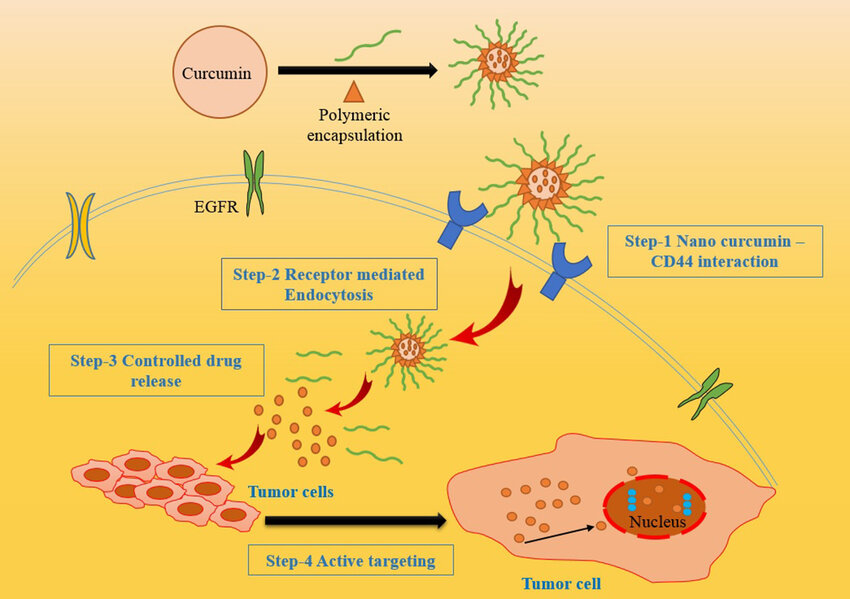 Encapsulation of Curcumin within oil-in-water emulsions